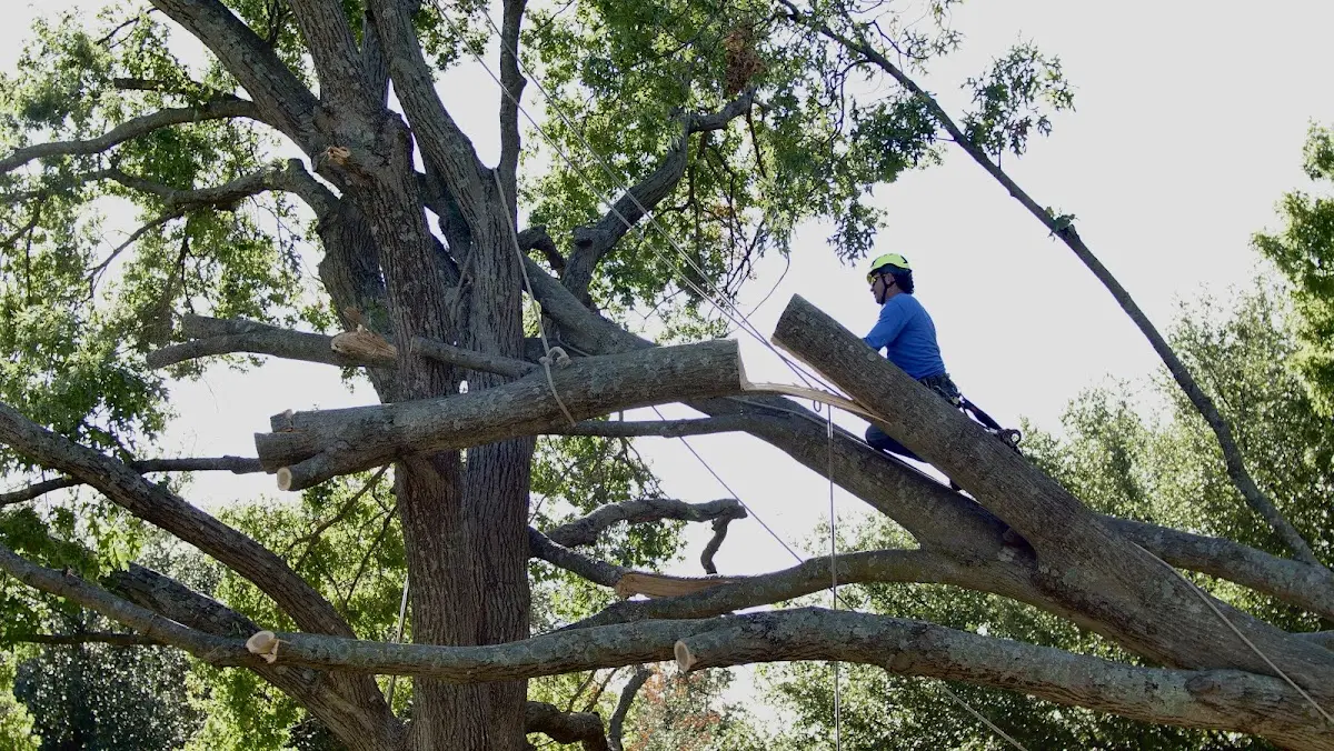 Professional Crown Thinning performed by certified arborists in Chetopa